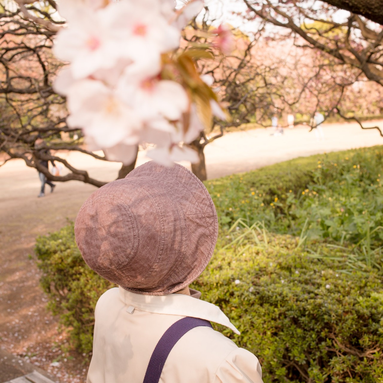 Sakura o mite, nihonjin o mite / 2016