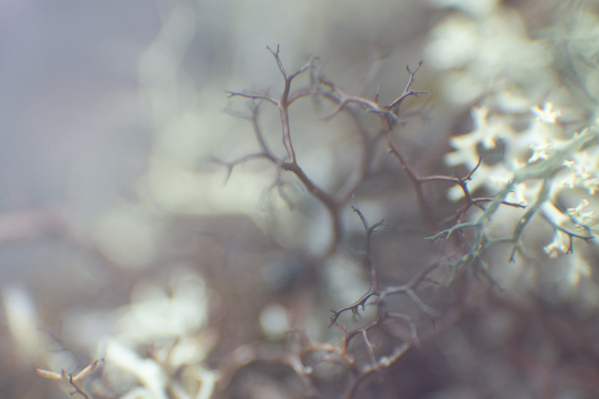 Camille-Havas-artiste-photographe-lichen